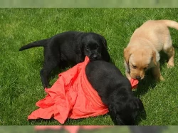 Zdravá a milující štěňata labradorů s rodokmenem.